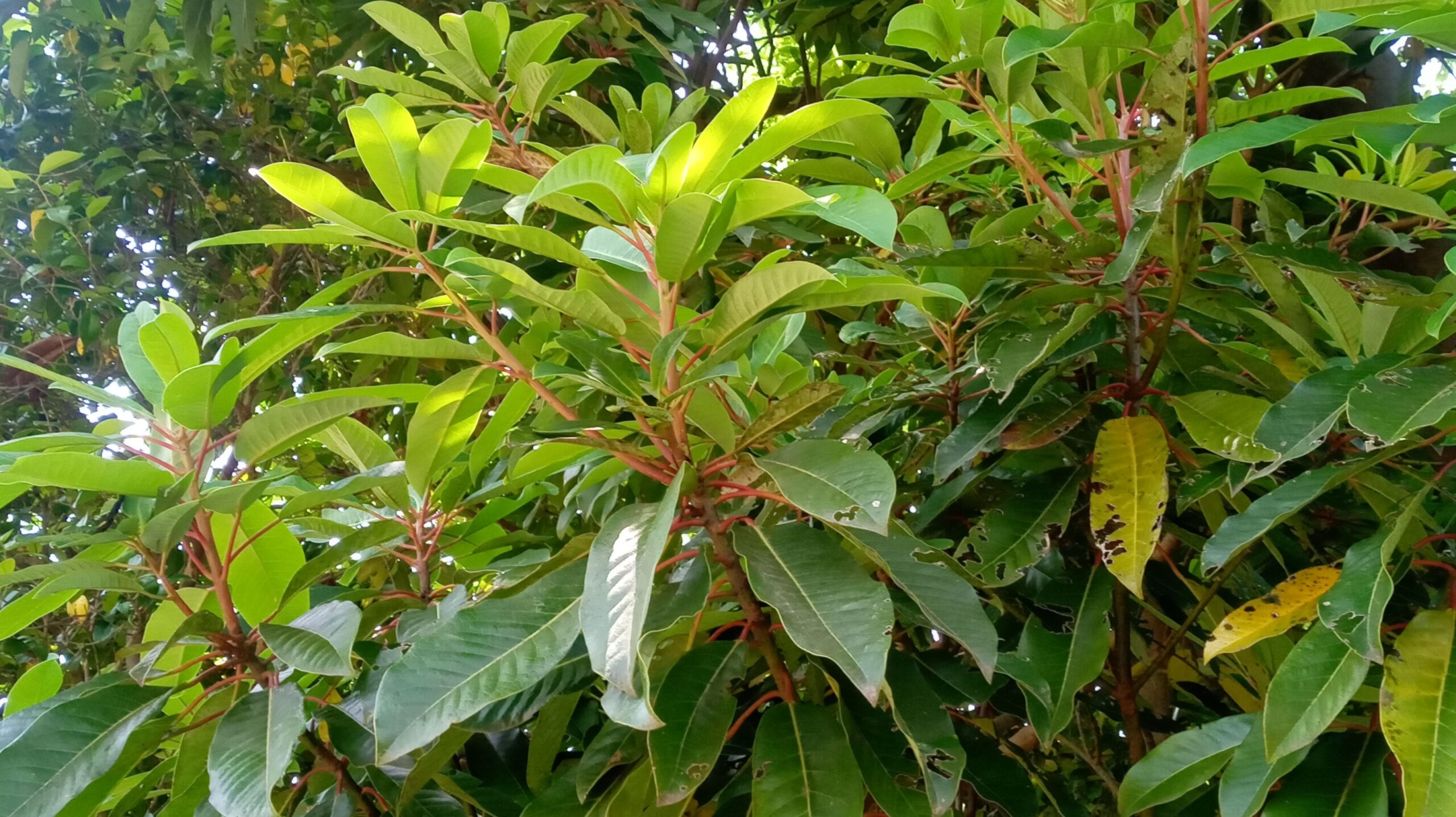 ユズリハ 楪 年神さまの乗り物 花言葉は 若返り ひいでる植物図鑑 0021 Pakane