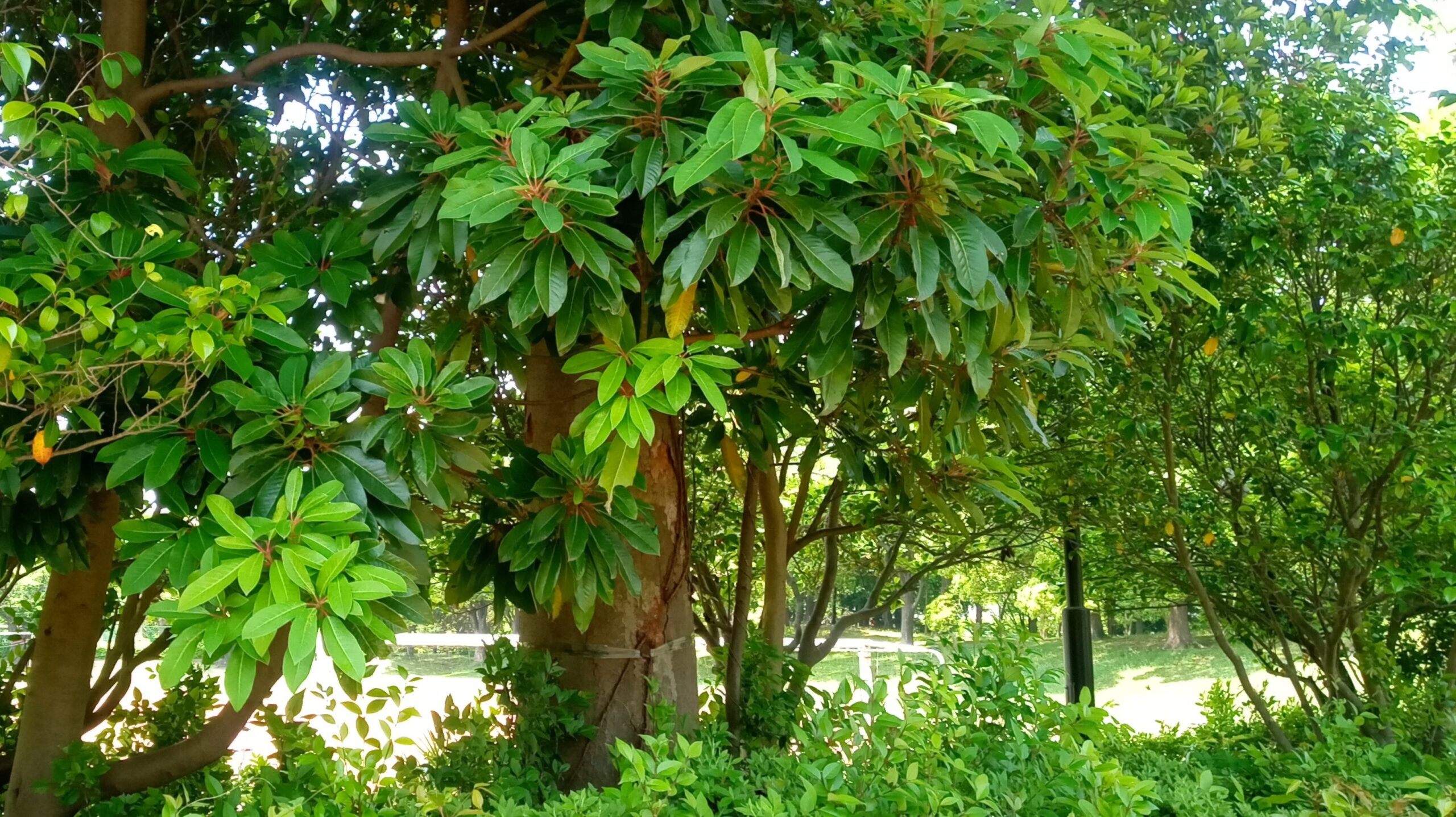 ユズリハ 楪 年神さまの乗り物 花言葉は 若返り ひいでる植物図鑑 0021 Pakane